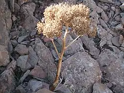 Photo en couleurs d'une plante séchée porteuse de nombreuses graines.