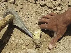 Une pioche (à gauche) et la main d'un récolteur (à droite) entourant la partie supérieure d'une racine qui présente un peu de latex blanchâtre en son sommet.