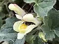 Fleur pollinisée par le bourdon des jardins.