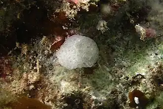 Une éponge du genre Ascandra