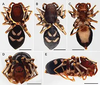 Description de l'image Asceua arborivaga (10.3897-afrinvertebr.65.138029) Figure 1.jpg.