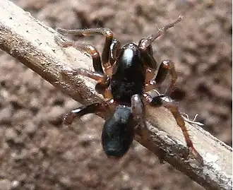Description de l'image Asceua cingulata in Chinnar Wildlife Sanctuary by C K Adarsh.jpg.
