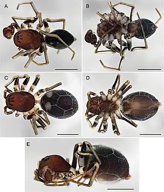 Description de l'image Asceua incensa (10.3897-afrinvertebr.65.138029) Figure 7.jpg.