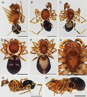 Description de l'image Asceua luki (10.3897-afrinvertebr.65.138029) Figure 14.jpg.