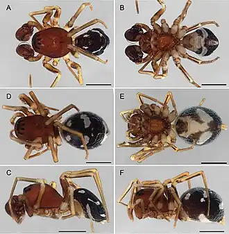 Description de l'image Asceua ventrofigurata (10.3897-afrinvertebr.65.138029) Figure 21.jpg.