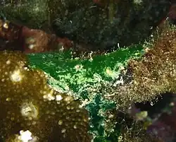 Des ascidies non identifiées