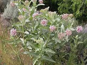 Description de l'image Asclepias speciosa (5258351774).jpg.