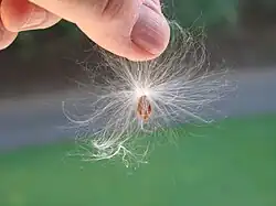 Graine d'Asclepias syriaca prête à être emportée par le vent.