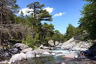L'Asco en partie haute de la vallée d'Asco.
