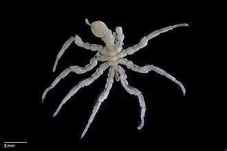 Pycnogonide (Ascorhynchus compactus).