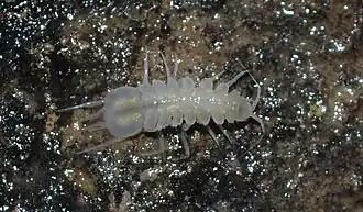 voir la légende ci-après