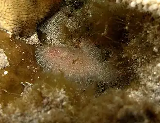 Aseraggodes diringeri.