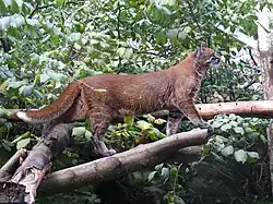 Un Chat de Temminck à la robe rousse au zoo d'Édimbourg.