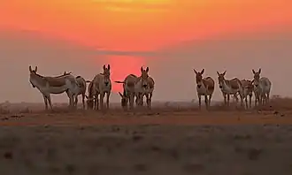 Onagres d'Inde au Sanctuaire de vie sauvage du Petit Rann de Kutch. Ce sont des équidés sauvages qui ne subsistent plus que dans cette région.