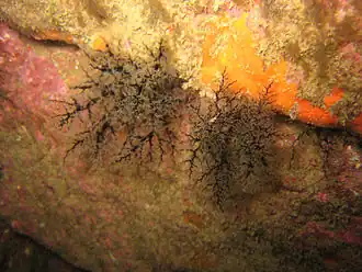 Lèche-doigts de Lefèvre (Aslia lefevrii)