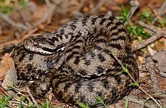 Vipera aspis