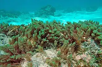 Asparagopsis taxiformis à Mayotte.