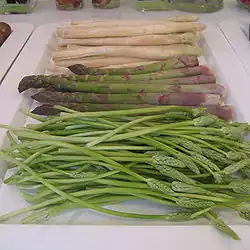 Asperges Asparagus officinalis, blanches et vertes, O. pyrenaicum