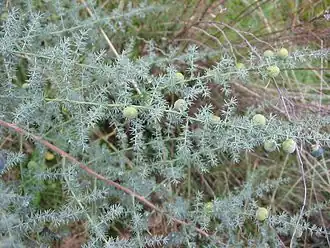 Asparagus acutifolius