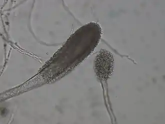 Description de l'image Aspergillus clavatus.jpg.