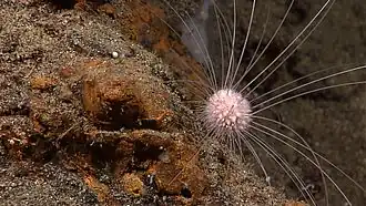 Description de l'image Aspidodiadematid Okeanos.jpg.