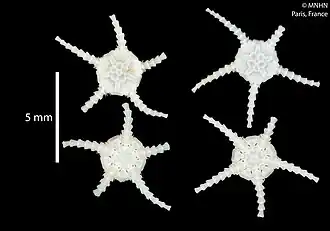 Aspidophiura cherbonnieri (MNHN).