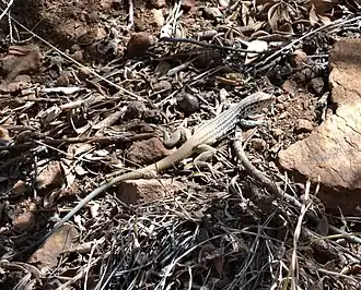 Description de l'image Aspidoscelis scalaris.jpg.