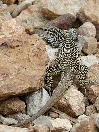 Description de l'image Aspidoscelis tesselata.jpeg.