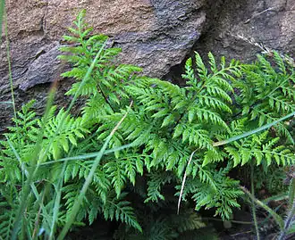 Description de cette image, également commentée ci-après