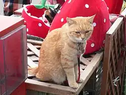 L'assistante Miiko en novembre 2007.