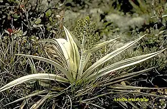 Description de l'image Astelia waialealae.jpg.