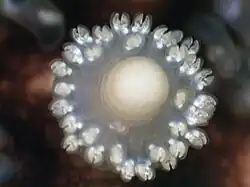 Encore plus gros plan.