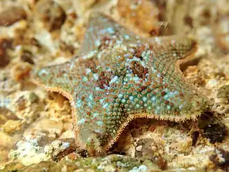 Astérie bossue (Asterina gibbosa)