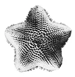 Indianastra inopinata.