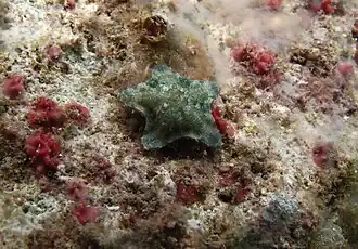 Une petite étoile de la famille des Asterinidae