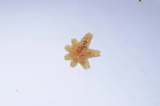 Asterinides pompom (USNM).