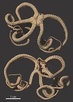 Asteromorpha capensis.