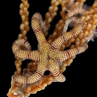 Asteromorpha koehleri.