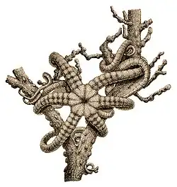 Asteromorpha rousseaui (dessin).