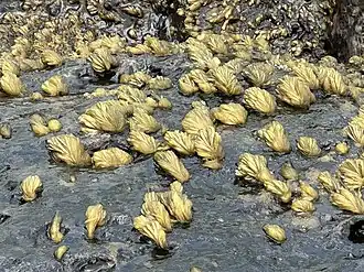 Description de l'image Asteronema breviarticulatum 442231967.jpg.