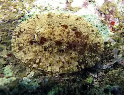 Asteronotus raripilosus