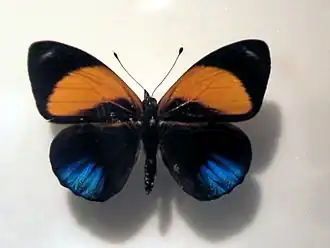 Description de l'image Asterope markii.jpg.