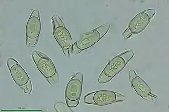 Chlamydospores, spores de reproduction végétative.