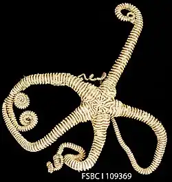 Asteroporpa annulata (idem)