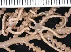 Asteroschema bidwillae