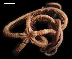 Asteroschema sublaeve