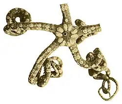 Asteroschema sulcata