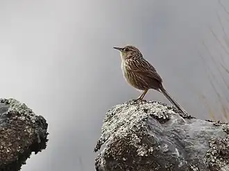 Description de l'image Asthenes maculicauda - Scribble-tailed Canastero; Pongo, La Paz, Bolivia (cropped).jpg.
