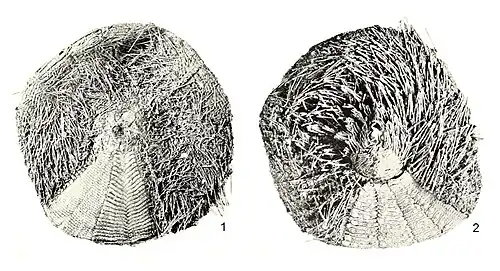 Asthenosoma intermedium.