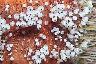 Même cliché avec l'oursin de feu de mer Rouge, légèrement différent.